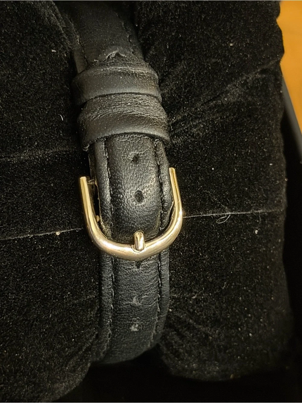 Fossil reposhing this
